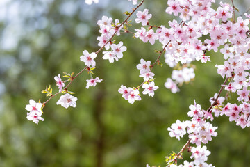 可愛らしいサクラのクローズアップ8