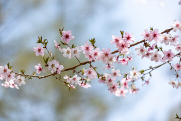 可愛らしいサクラのクローズアップ3