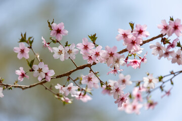 可愛らしいサクラのクローズアップ4