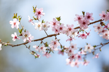 可愛らしいサクラのクローズアップ2