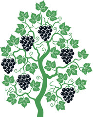 Vine. Grapes logo. Isolated grapes on white background