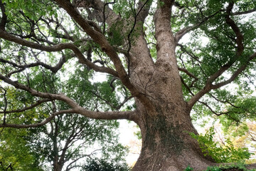 大樹の木の下で