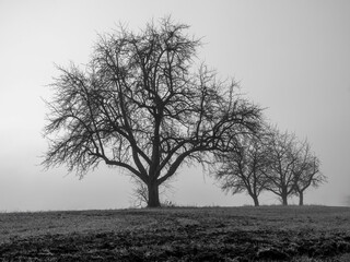 Winter, Herbst, morgens, Nebel, kalt, Wetter, schlechte Sicht, 