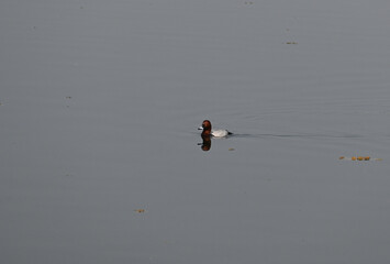 A common pochard duck is seen leisurely swimming in a wetland lake