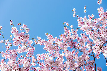 素晴らしい青空に広がる満開の桜の花のアップ5