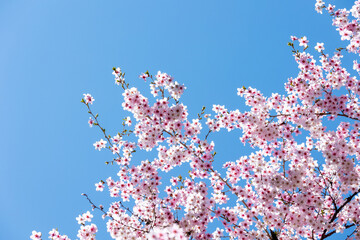 素晴らしい青空に広がる満開の桜の花のアップ7