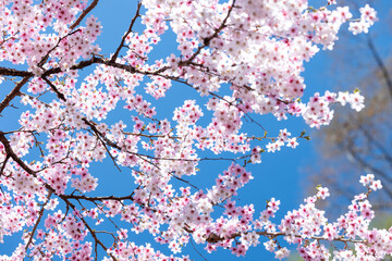 素晴らしい青空に広がる満開の桜の花のアップ12