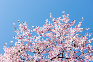 素晴らしい青空に広がる満開の桜の花のアップ6