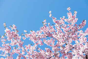 素晴らしい青空に広がる満開の桜の花のアップ14