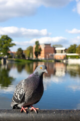 Close-up of pigeon perched on metal railing with blurred lake and city buildings in background.