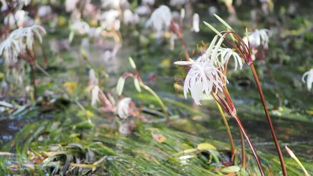 Crinum thaianum, the queen of aquatic plants, is a beautiful and rare aquatic plant found in Ranong and Phang Nga provinces.
