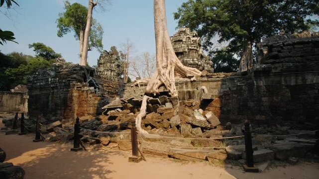 Ancient ruins of ta prohm temple in cambodia. The roots of a giant banyan tree are entwined with the old khmer architecture. Cambodia, Siem Reap. Archeology concept.
