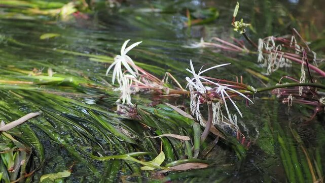 Crinum thaianum, the queen of aquatic plants, is a beautiful and rare aquatic plant found in Ranong and Phang Nga provinces.