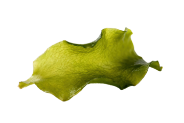 Fresh green seaweed leaf isolated on white background
