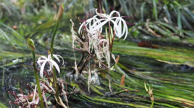 Crinum thaianum, the queen of aquatic plants, is a beautiful and rare aquatic plant found in Ranong and Phang Nga provinces.