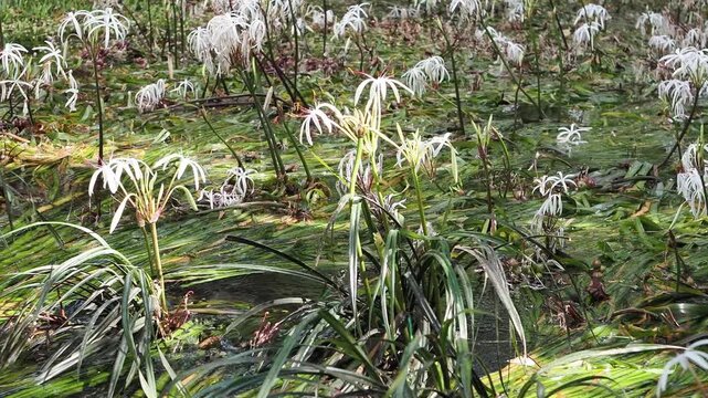 Crinum thaianum, the queen of aquatic plants, is a beautiful and rare aquatic plant found in Ranong and Phang Nga provinces.