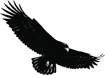 Eagle Flying With Outstretched Wings Silhouette Vector