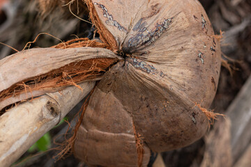 Close up of dry coconut stem with brown coir fiber texture. Tropical agriculture and natural organic material concept.