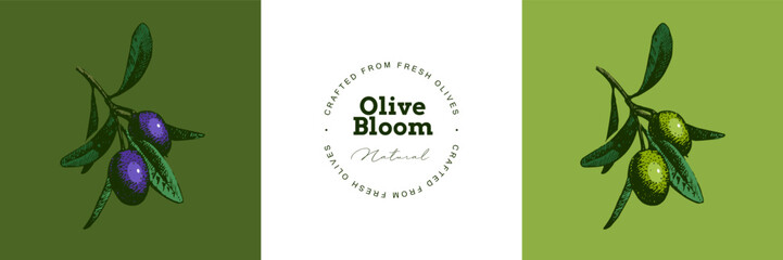 Vintage sketch set of olive branches. Extra virgin, farm product, Mediterranean cuisine, cosmetic, organic farm, packaging label, bottle sticker, menu header. Engraved hand drawn vector illustration.