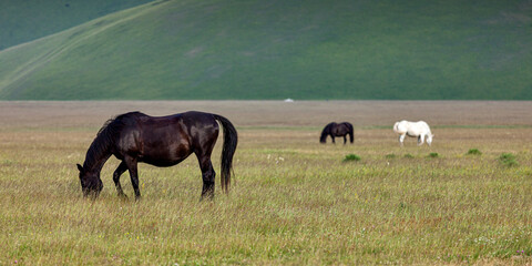 Horses peacefully grazing on the wide Castelluccio Plains, surrounded by soft light and vast mountain landscapes in the heart of the Umbrian highlands.
