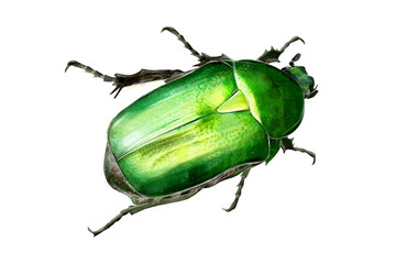 Illustration of a green rose chafer (Cetonia aurata) in watercolor style