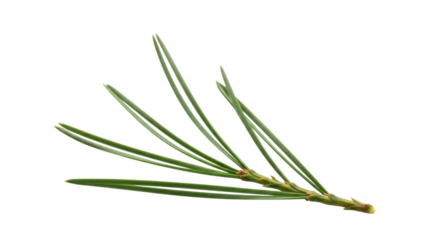 Close up of green pine needles on black background