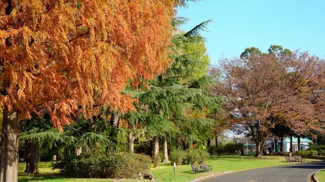 秋の公園：紅葉したメタセコイアのある並木道