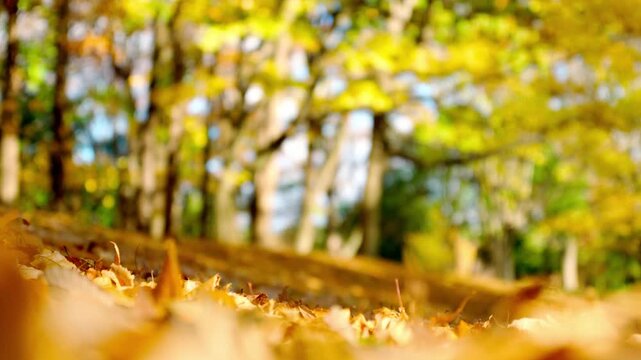黄葉したクヌギの並木と落ち葉が広がる秋の風景。手前の落ち葉にピント