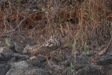 Indian Eagle-Owl (Bubo bengalensis)
