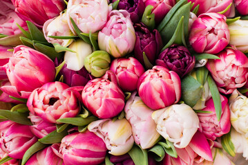 Colorful tulips. Background from beautiful bouquet of flowers