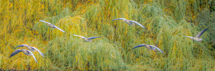 Greylag Geese flock flying across bright yellow green willow trees in autumn light