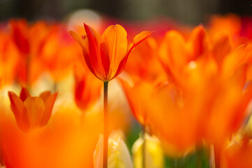 オレンジ色のチューリップ