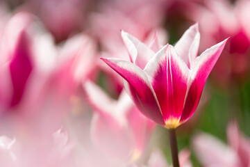 白いふちのチューリップ