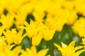 黄色のチューリップ畑