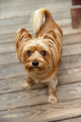 Small brown dog with large ears standing on wooden floor in soft light