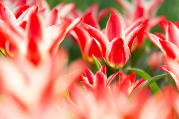 鮮やかなチューリップ