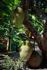Fresh green jackfruit on tree
