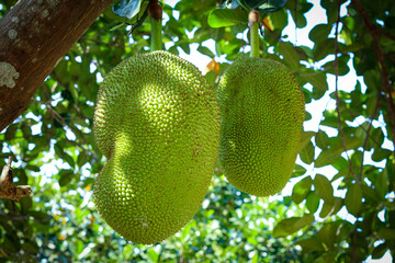 Fresh green jackfruit on tree
