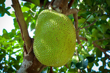 Fresh green jackfruit on tree