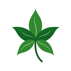 Fototapeta premium Vector Clip Art Jasmine Leaf on White Background for Web and Graphic Design