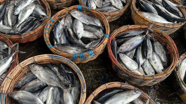 Fresh Fish Display at Local Market &ndash; Skipjack Tuna
