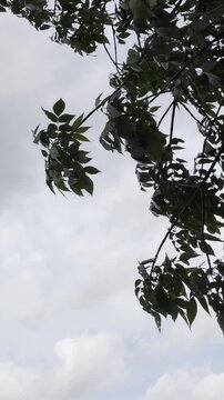 Tree branches with green leaves sway in the wind.