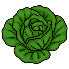 Vibrant vector illustration of a fresh, leafy green lettuce head, showcasing its detailed layered structure and crisp texture with bold black outlines.