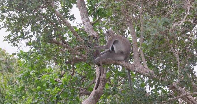 Sri Lankan Gray Langur (Semnopithecus priam thersites) in a Tree, Yala National Park, Sri Lanka