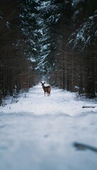 Naklejka premium A solitary deer finds peace on a snow dusted path within a tranquil winter forest scene