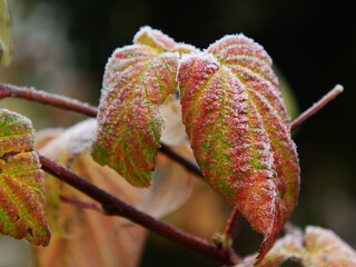 Fototapeta premium Himbeerblatt mit Reif und Eiskristallen