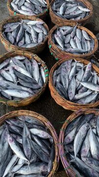 Fresh Skipjack Tuna in Baskets at Traditional Fish Market