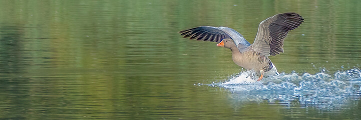 Greylag Goose landing close-up on calm water surface wings spread with splashing in soft green autumn light with copy space
