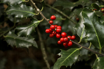 Fototapeta premium Horizontal photo of ripe red Ilex aquifolium fruits - European Holly or Christmas Holly tree in the forest with berries growing in nature.