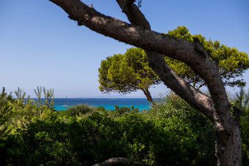 Pine Tree Branches and Needles Against a Clear Blue Sky on a Sunny Summer Day